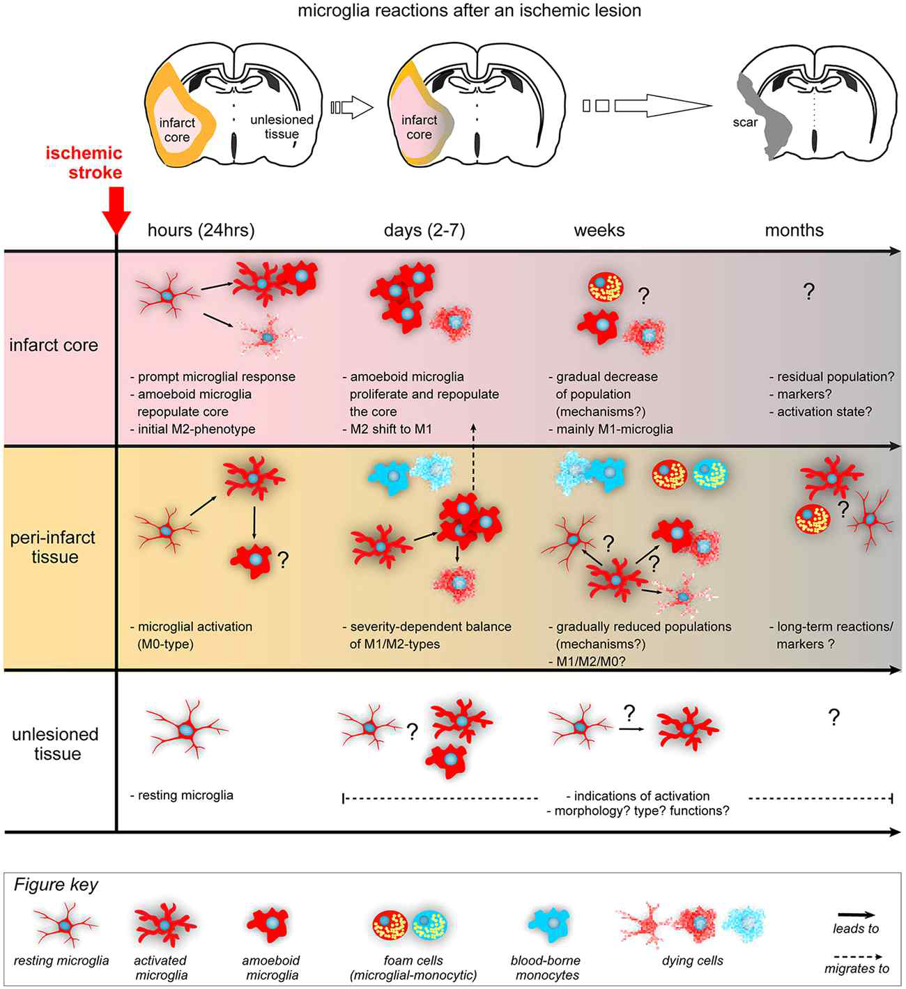 뇌 허혈 손상 이후, 뇌 실질조직 내 미세아 교세포의 형태학적, 기능적 변화 (Lourbopoulos A et al., Frontiers in Cellular Neuroscience, 2015)