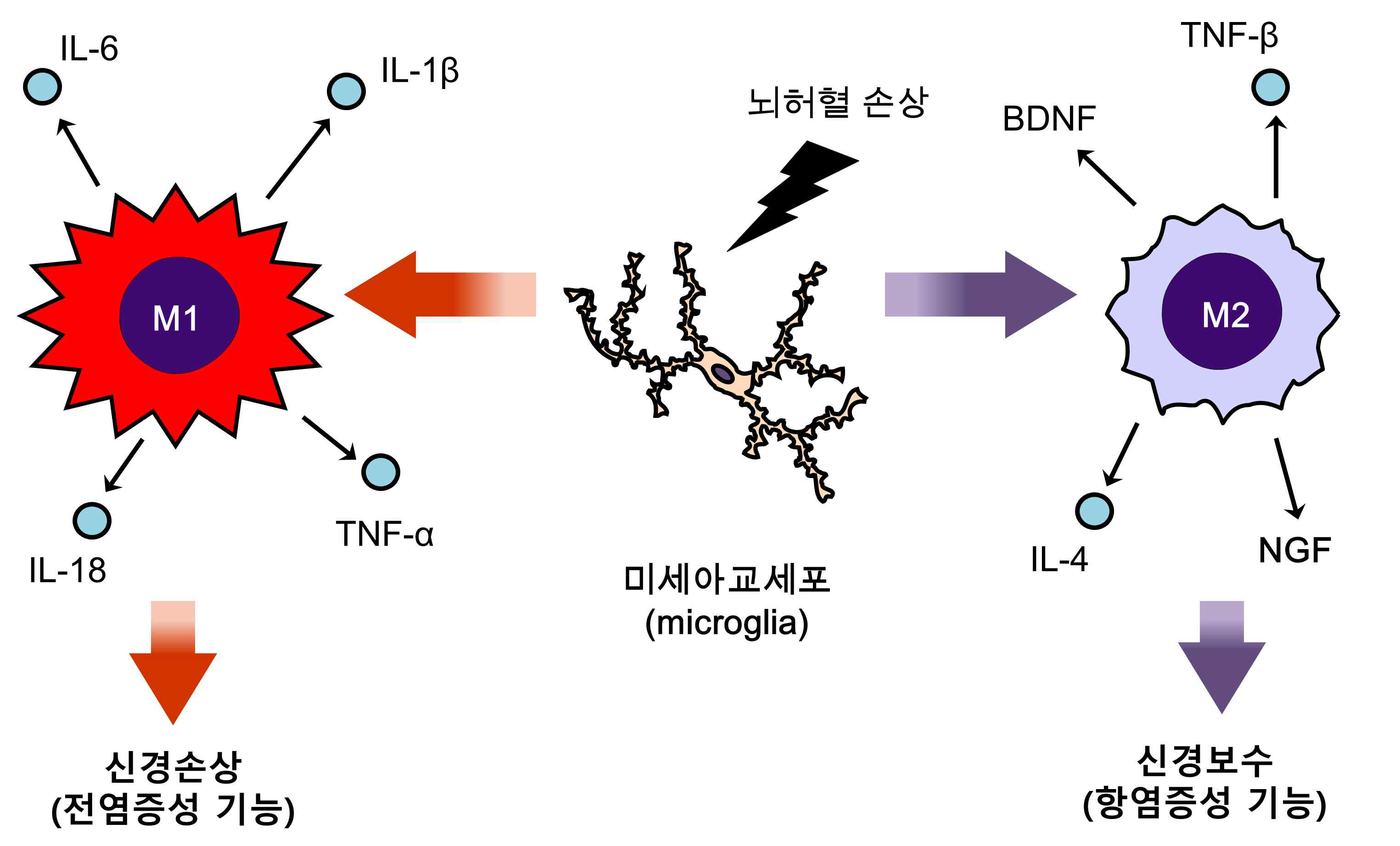 M1/M2 유형의 미세아교세포 역할
