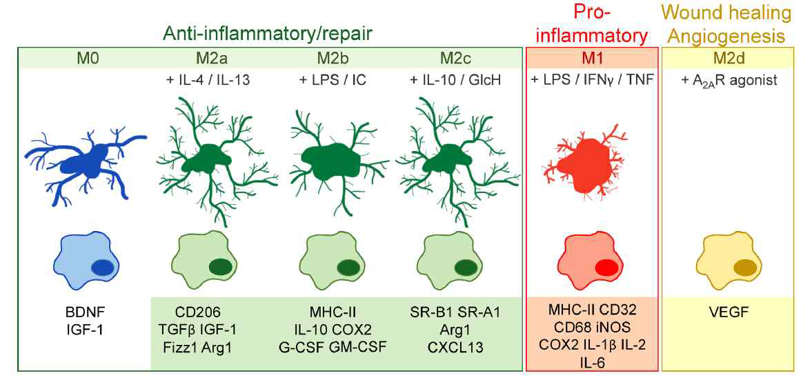 미세아교세포의 활성화 및 표현형 (Franco R et al., Progress in Neurobiology , 2015)