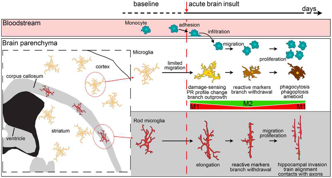 뇌 허혈 손상 이후, 혈관유래 대식세포의 유입과 미세아교세포의 표현형 변화 (Fumagalli S et al., Frontiers in Neurology, 2015)