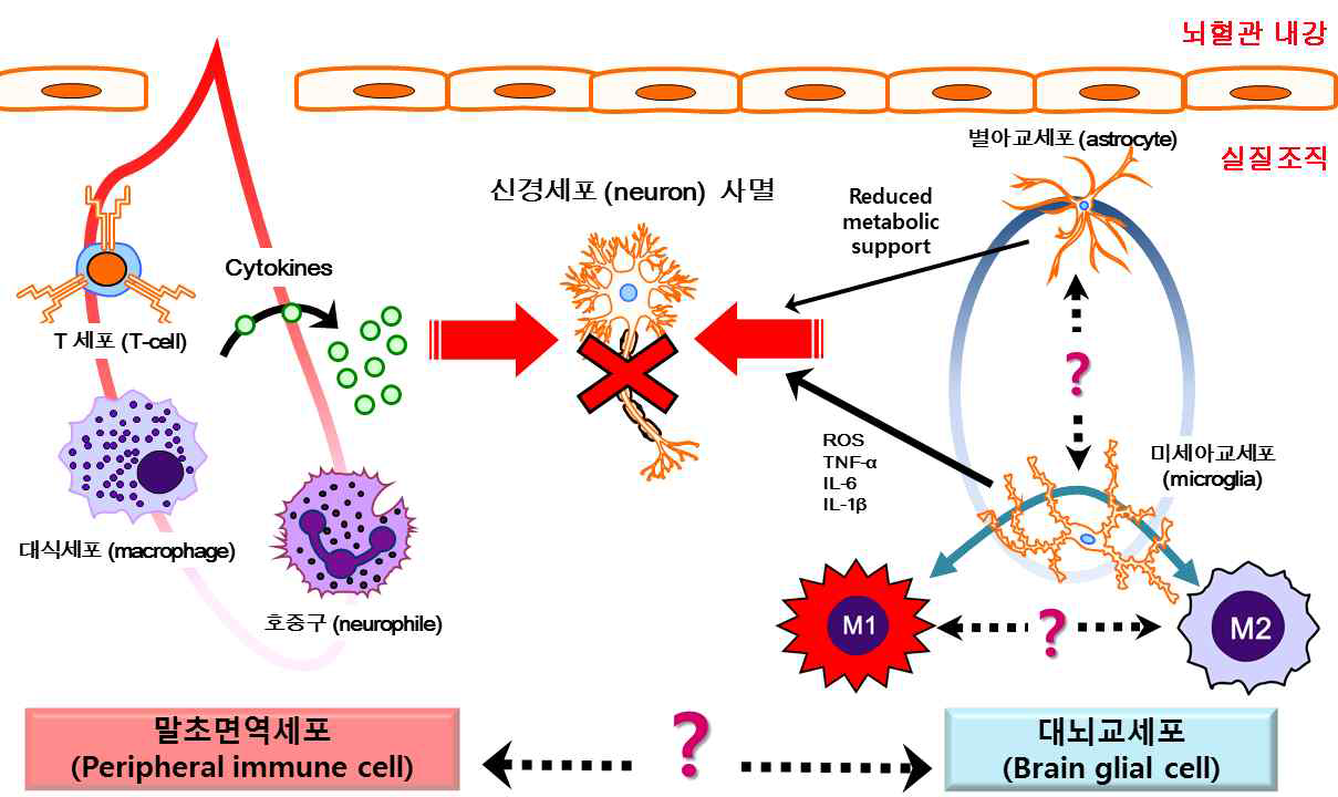 뇌허혈 손상 후 면역세포들과 활성화된 미세아교세포가 신경세포사멸에 미치는 영향