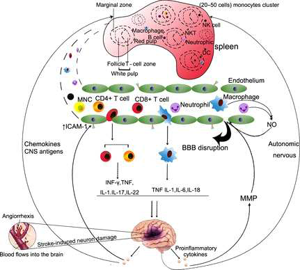 뇌 허혈 손상 이후, 비장과 뇌의 연결성 (Liu ZJ et al., CNS Neuroscience & Therapeutics, 2014)