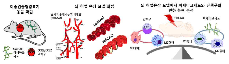 뇌염증 반응 경과 프로토콜 확립