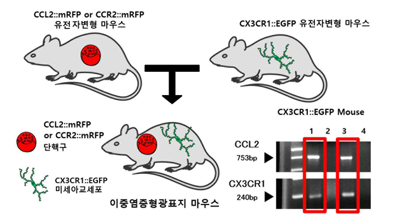 이중염증형광표지 동물 확립 및 유전형질 분석