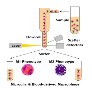 M1/M2 가소성을 위한 FACS