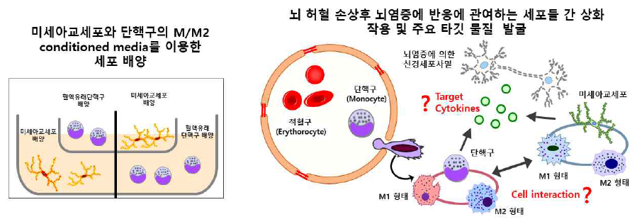 뇌염증 반응에 관여하는 주요 세포 및 타깃 물질 발굴