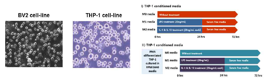 혈액유래 단핵구와 미세아교세포 세포주에서 각각의 M1/M2 조건배지를 만들기 위한 계획도