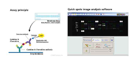 Proteome profier assay를 이용한 타깃물질 발굴 (R&D system)