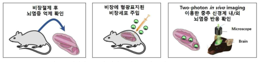 비장세포 특이 뇌염증 반응 분석 모식도