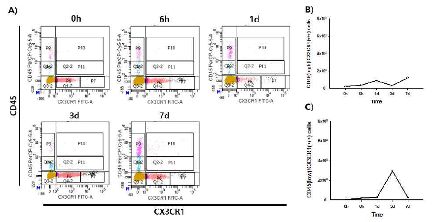 CD45high/CX3CR1(+/+)과 CD45low/CX3CR1(+/+)세포의 유세포 분석