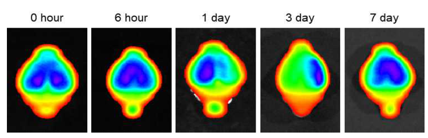 IVIS를 이용해 실시간 뇌염증 반응 관찰
