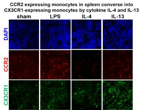 lL-4와 IL-13 처리후 미세아교세포 및 단핵구 관찰
