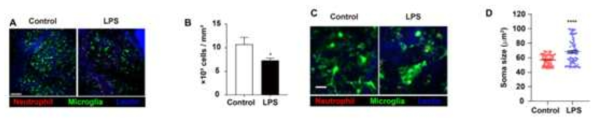 LPS 처리 마우스에서 미세 아교 세포의 수치 감소 및 형태학적 단축
