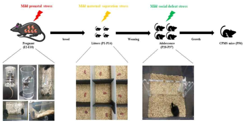 청년기 우울증 동물모델 제작