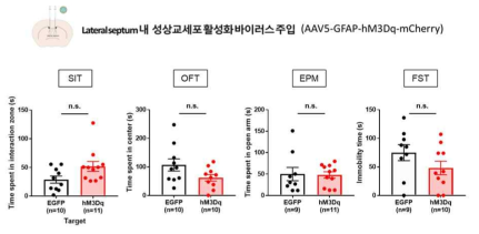 측면 격막 성상교세포의 활성 증가에 따른 행동 변화