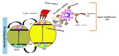 Sensing scheme of a PEC immunoassay