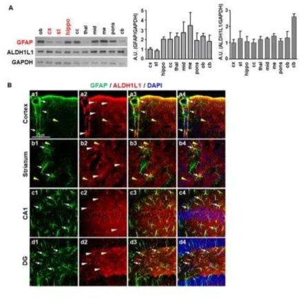 Different expression of astrocyte markers in different brain regions. (A) Protein samples were obtained from different brain regions. GFAP and ALDH1L1 levels were analyzed with Western blotting. GAPDH was used as a loading control. Data are representative of at least 3 animals. (B) GFAP was analyzed with ALDH1L1 of cortex, striatum and hippocampus, respectively. Location of each protein was visualized with Alexa 488- and 594-conjugated secondary antibodies. DAPI marked nuclei in blue. Arrows, GFAP+ cells; white arrowheads, ALDH1L1+ cells; yellow arrowheads, ALDH1L1+ GFAP- cells. Confocal images were obtained. Scale bars 50 ㎛