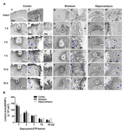 Time-dependent behavior of GFAP+ astrocytes in ATP-injured cortex, striatum and hippocampus. (A) Coronal sections obtained at 1-30 d after stereotaxic injection of ATP (400 nmol) were processed for GFAP immunostaining. Photographs of the most damaged sections were obtained. Asterisks (*) indicate injection sites. cc, copus callosum; v, ventricle. Higher magnification images of boxed areas in the left column of each region were shown in right columns. Blue arrows, hypertrophic and polarized GFAP+ cells found in the penumbra regions next to the damage site (P1); blue arrowheads, hypertrophic GFAP+ cells found in the penumbra regions next to P1 (P2); blue bold arrows, glia scar formed near pia mater. (B) GFAP negative areas at the indicated times after ATP injection were quantified as damage areas. Values are means ± SEMs of more than three animals (*p < 0.001; Student′s t-test)