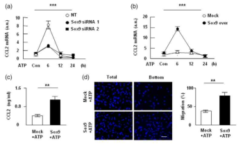 Effect of Sox9 siRNA and over-expression on astrocyte CCL2 expression (a, b, c) and effect on macrophage migration of slice culture conditioned media obtained after Sox9 or Mock transfection