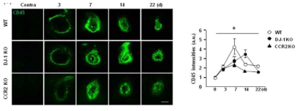 monocyte infiltration in injured brains of WT, DJ-1 KO, and CCR2 KO mice