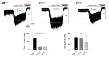 astrocyte 유래 GABA가 매개하는 지속적 억제 (tonic inhibition) 차이 관찰