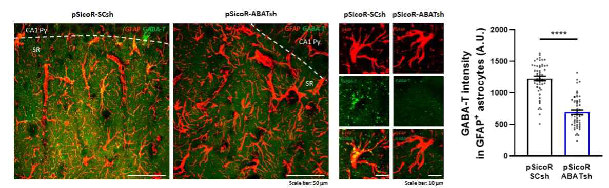 viral injection for Astrocyte specific GABA-T regulation in vivo