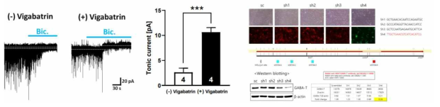 Tonic current change in the presence of GABA-T antagonist (left), the screening for astrocyte specific GABA-T expression (right)