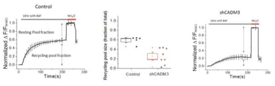 타겟단백질 (CADM3) shRNA 발현 후 신경말단의 생리적 기능 확인을 위해 기능성 시냅스의 크기 확인한 그래프 (정상: 왼쪽, 실험군: 오른쪽). 기능성 시냅스의 평균 크기 측정 결과 (오른쪽)