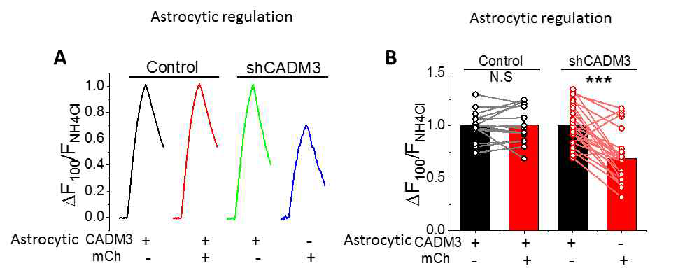 Suppression of synaptic transmission in astrocytic CADM3 deleted tripartite synapses