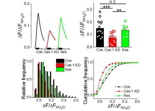 alteration of synaptic transmission in Caveolin-1 KD synapses