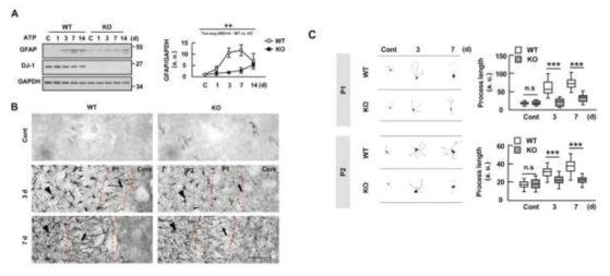 Astrogliosis in response to injury is attenuated in the DJ-1-KO brain. Brain damage was induced by stereotaxic injection of ATP (400 nmole) into the striatum of WT and DJ-1-KO mice. (A) GFAP protein levels at the indicated times after ATP injection were measured by Western blot, and quantified. Values are means±SEMs of 3 mouse at indicated time points. (B) Sections (40 μm) obtained at 3 and 7 d after ATP injection were stained with GFAP antibodies. The most damaged sections are shown. *, injection sites. Dotted lines indicate damaged region. Astrocytes close to the damage core (P1, arrows) and adjacent to the core (P2, arrowheads). (C) The morphology of GFAP-positive astrocytes in WT and DJ-1-KO brains was analyzed 3 and 7 d after ATP injection. The morphology of astrocytes was reconstructed by Neurolucida 3D modeling. At the indicated times, lengths of processes were measured by Sholl analysis. Values are means±SEMs of 50 cells in 4 mice. n.s, nonsignificant; **, P<0.005; ***, P<0.0001 from Two-way ANOVA (A) and unpaired two tailed t-test (C). Scale bar, 100 μm (B)