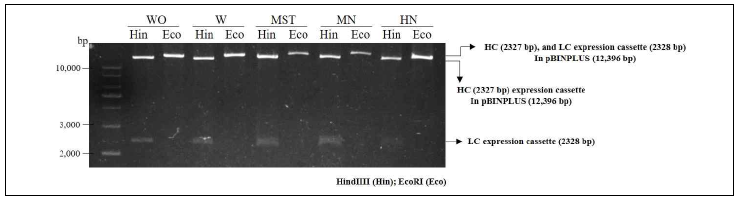 HC and LC expression cassettes in pBINPLUS vector