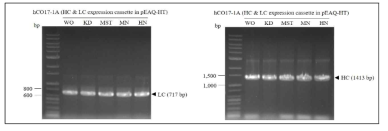 LC & HC expression cassettes in pEAQ-HT vector