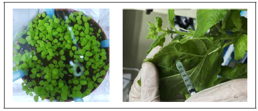 식물개체 관리 Agrobacterium 접종