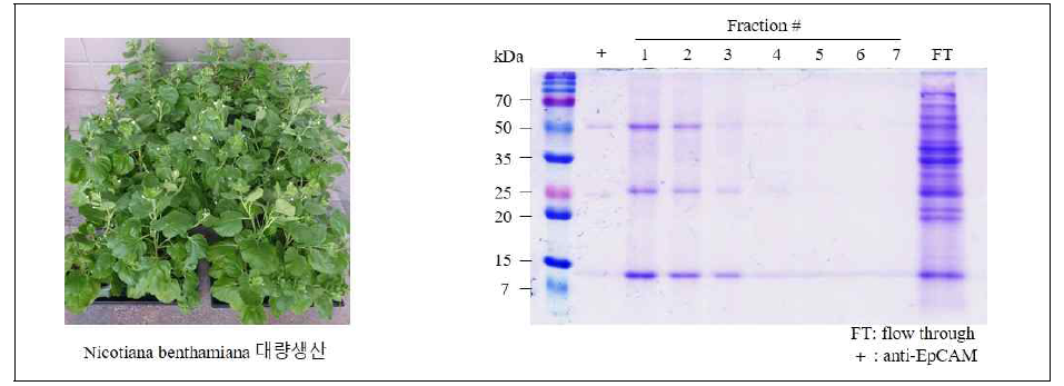 Nicotiana benthamiana (MN) 대량생산 및 정제