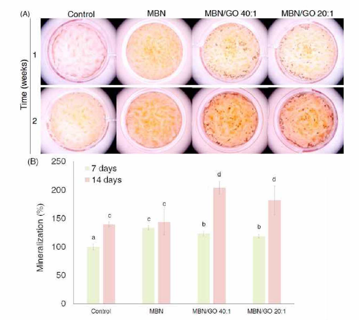 Effect of MBN/GO composite on mineralization of hDPSC for 7 and 14 days. (A) Photographs of Alizarin Red S stained mineralization. (B) Quantification of Alizarin Red S staining of hDPSC cult니res. *ANOVA was performed. The same letters indicate that the p-value is not significantly different (p < 0.05). Error bars indicate the 土 standard deviation