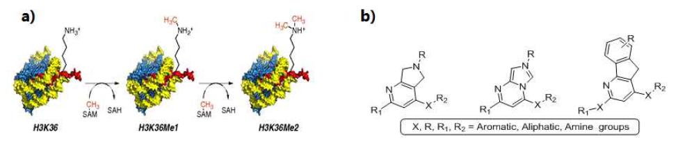 a) (NSD2)-catalyzed methylation of histonne H3K36; b) Preliminary design of compounds targeting NSD2