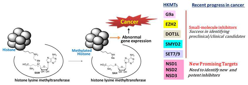 Histone lysine methyltransferases (HKMTs) in cancer
