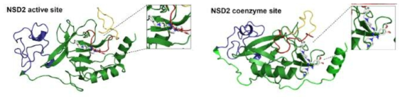 NSD2 active site and coenzyme site