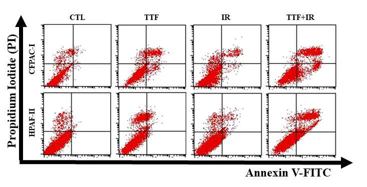 Annexin V-FITC와 PI 염색을 이용하여 apoptosis 확인