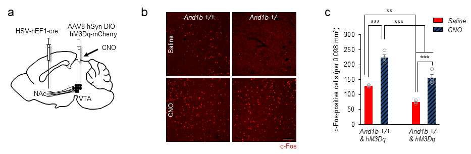 CNO을 통해 복측피개영역에서 측위 신경핵의 신경회로의 활성 증가 및 Arid1b 넉아웃 마우스의 NAc에서 c-Fos 분포양
