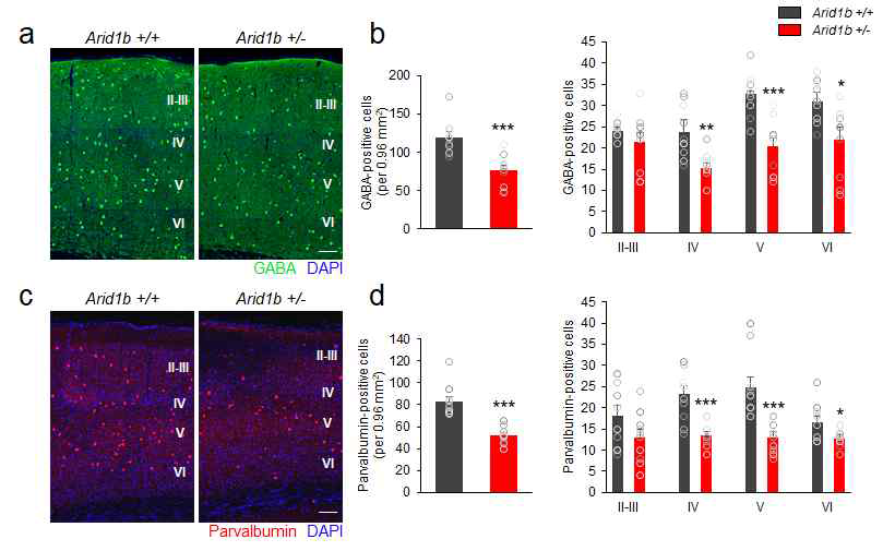 Arid1b 넉아웃 마우스 피질층의 GABAergic interneuron의 분포