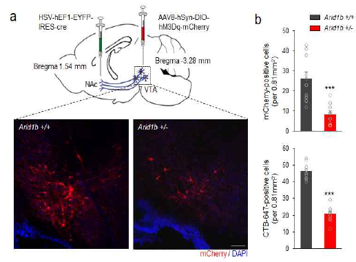 Arid1b 넉아웃 마우스의 측위 신경핵-복측피개영역 신경회로