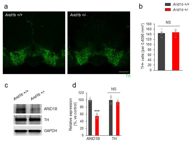 Arid1b 넉아웃 마우스의 VTA와 SNc에서 도파민 신경세포의 분포와 TH 발현 변화 확인
