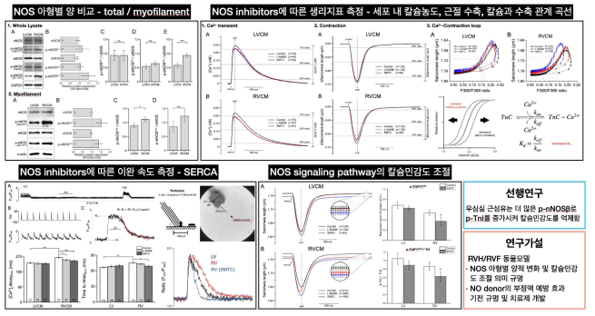 우심실의 NOS 발현차이 및 수축-이완 과정에서 칼슘 민감도 조절의 NOS 역할