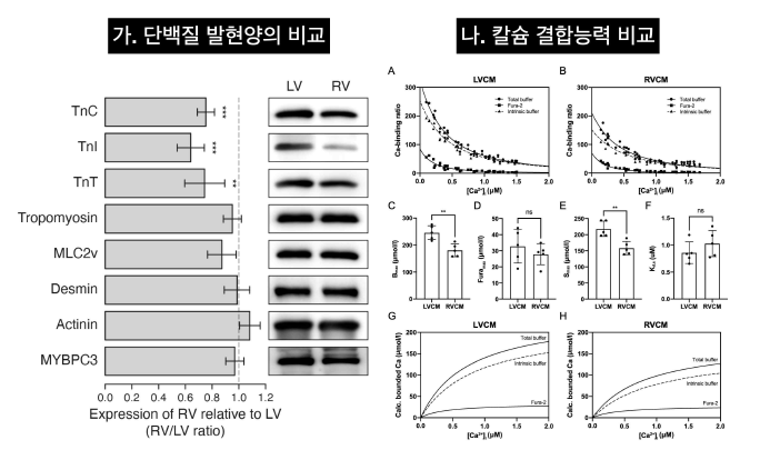 트로포닌 단백질 발현양과 칼슘 결합능 차이 비교