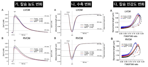 칼슘농도변화와 수축변화 및 민감도에 대한 L-NAME 및 nNOS억제제 SMTC의 효과
