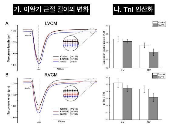 nNOS 억제에 따른 근섬유길이변화와 TnI 인산화 변화