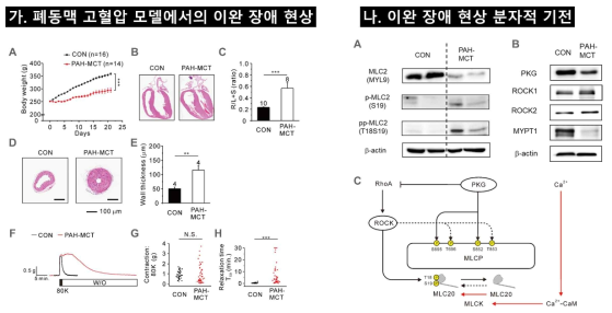 MCT-유발 우심실 비대에서 폐동맥의 이완 장애 현상 기전 설명