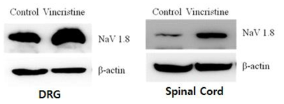 Vincristine 유도 CIPN 모델에서 DRG와 spinal cord의 NaV 1.8 발현